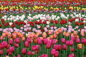 Fr-Tulip-Field-Desktop-Wallpapers