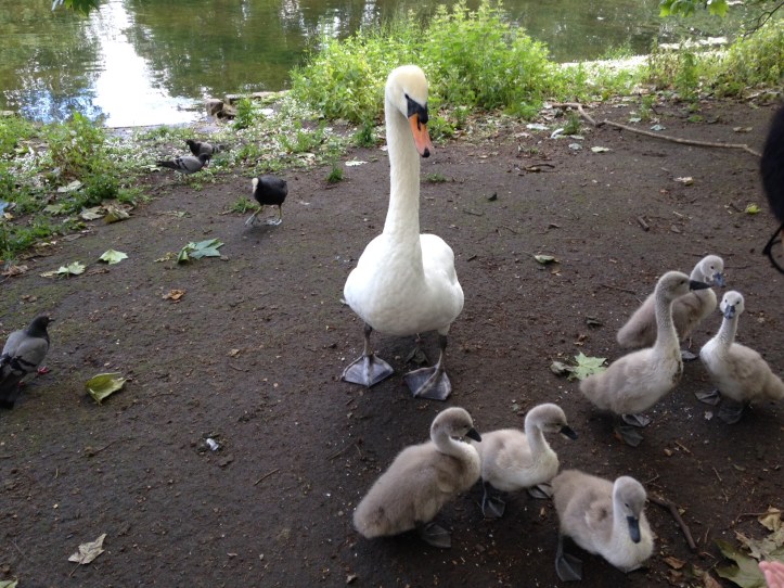 cygnets