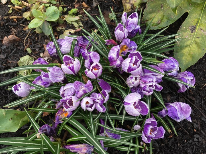 crocuses